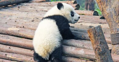 A baby panda in Chengdu clambers over a pile of brown, narrow logs